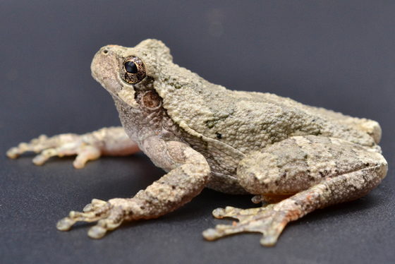 Gray Treefrog