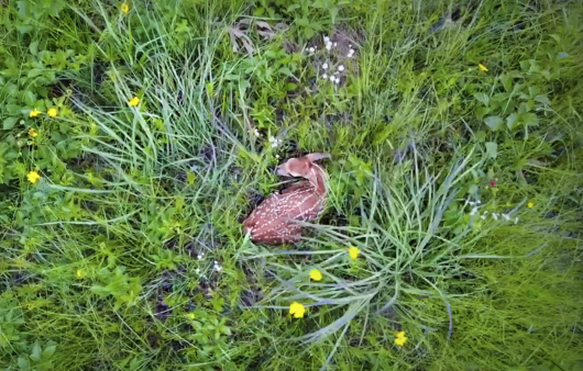 young fawn in grass