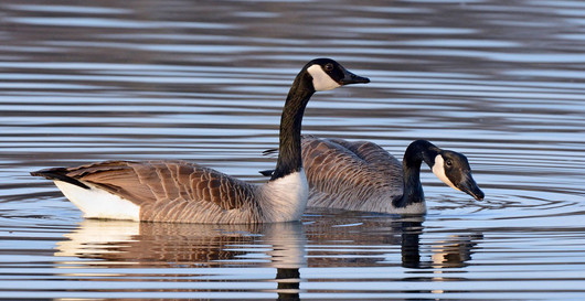 canada geese Jim Hudgins/USFWS