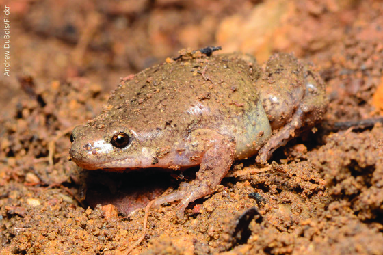 Great Plains Narrow-mouthed Toad