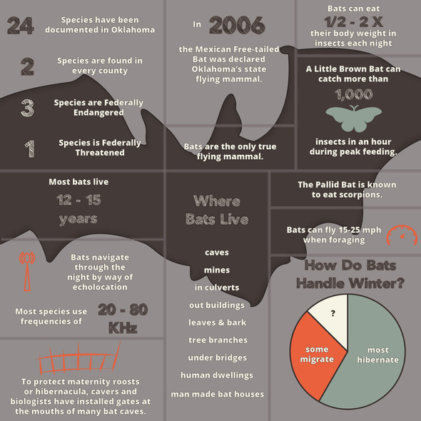 Bats of Oklahoma Infographic_July 18 2019