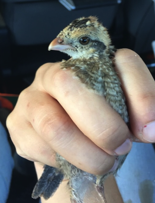 Quail Chick