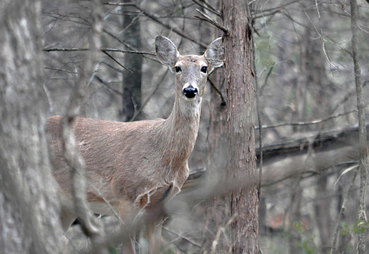 doe whitetail vonda barnett 2015 RPS