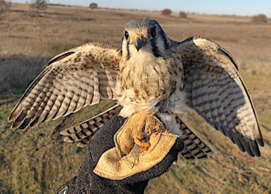 American kestrel quail trap