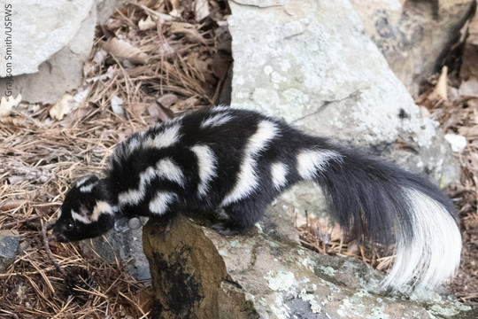 Spotted Skunk_USFWS