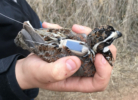 bobwhite with transmitter