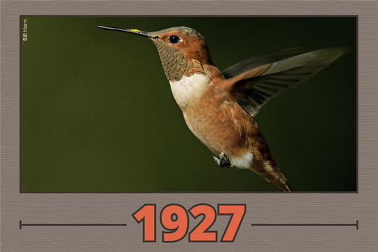 Rufous Hummingbird_Bill Horn