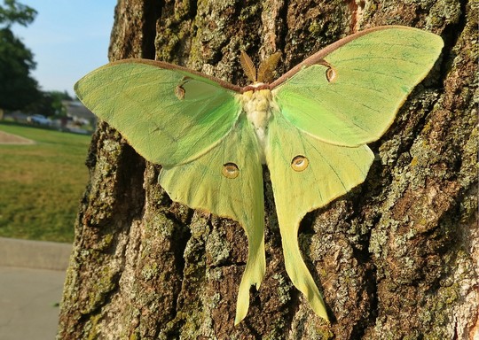 Luna Moth_USFWS