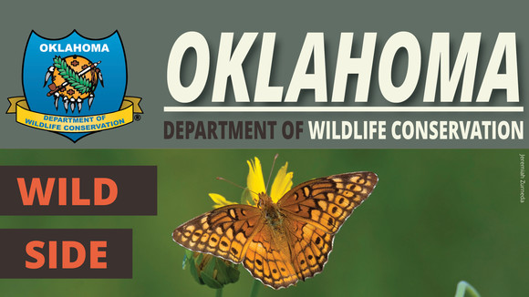 Offset Spinners  Oklahoma Department of Wildlife Conservation