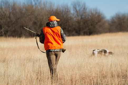 pheasant hunt