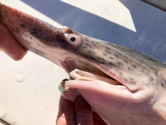 banded paddlefish