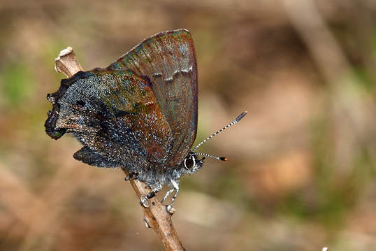 Frosted Elfin/David Arbour USFS