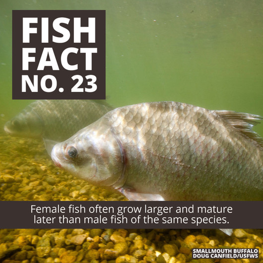 Fish Facts