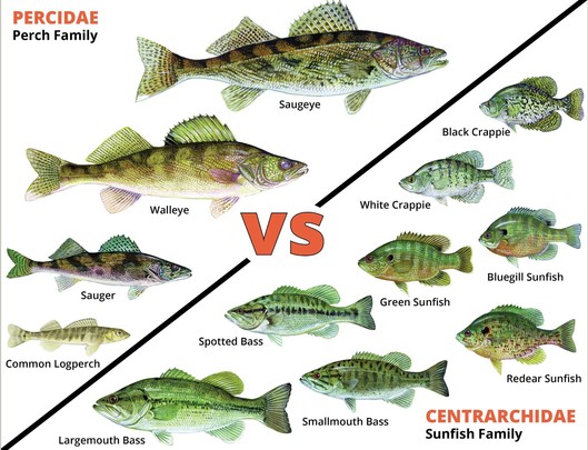 perch vs sunfish