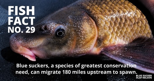 Fish Fact 29