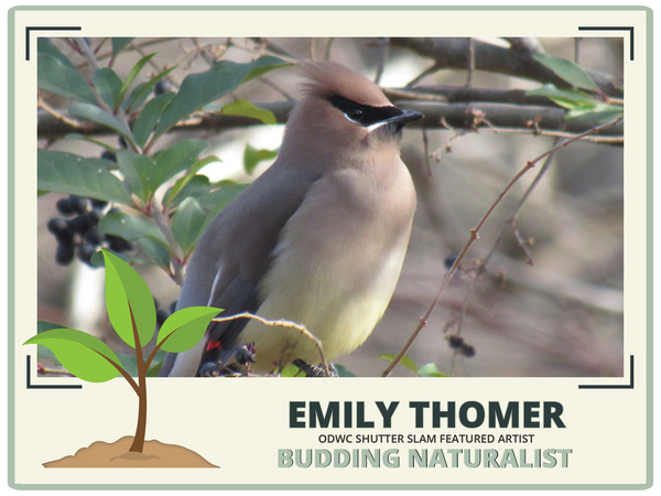 Emily Thomer_Budding Naturalist