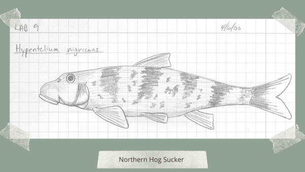 Northern Hog Sucker_FishSketch