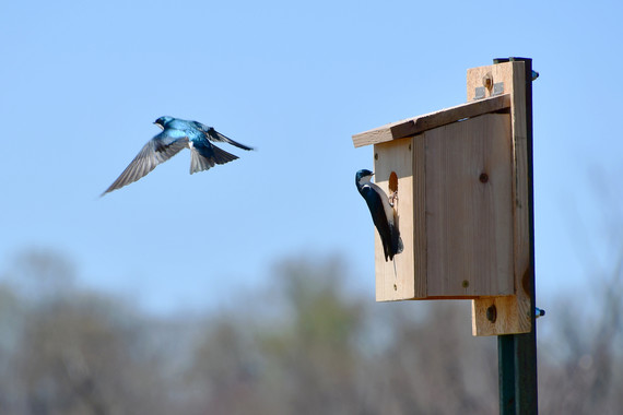 Tree Swallow_Red Slough WMA