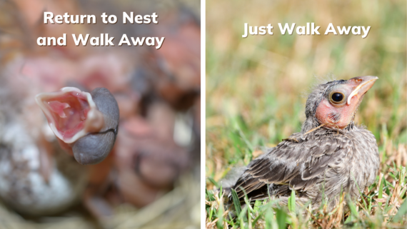 Leave Baby Birds Alone