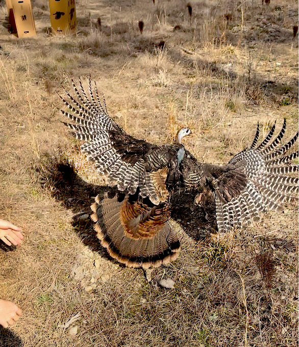 Upland Update More Turkeys Get Transmitters; Five Nests Monitored