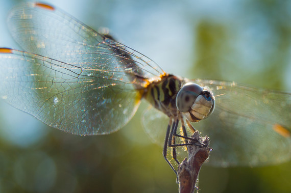 Dragonfly_Seth Schubert RPS 2017