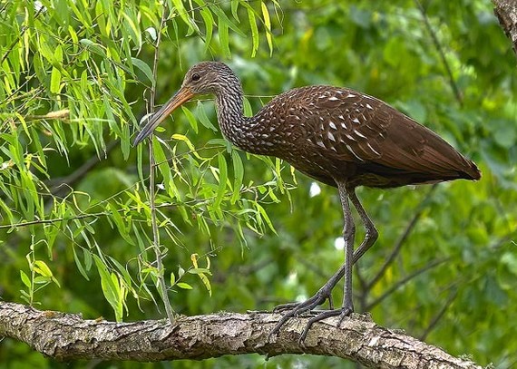 Limpkin_David Arbour