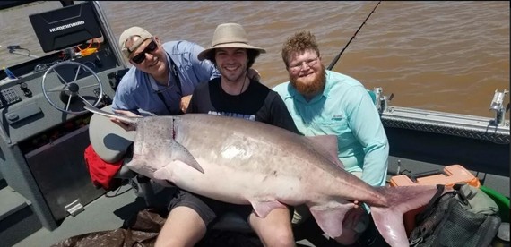 Keystone Paddlefish