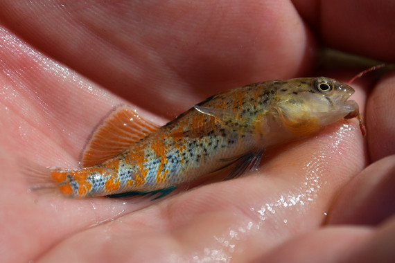 Orangethroat Darter