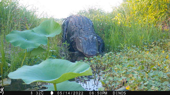 American Alligator_Jared Wood