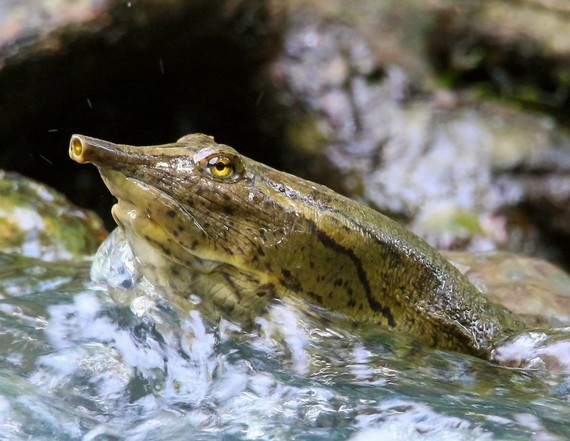 Spiny Softshell_Gene Blackwell RPS 2018