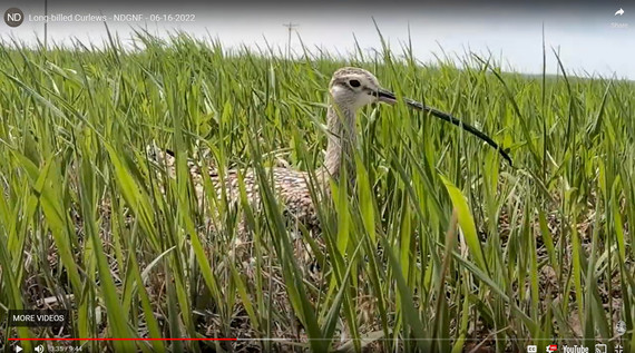 Long-billed Curlew_North Dakota Game and Fish