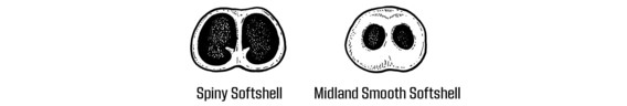Spiny Softshell vs Midland Smooth Softshell