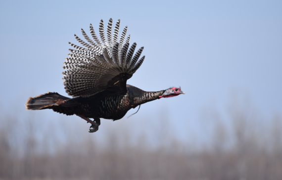 Wild turkey in flight