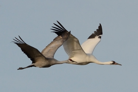 Whooping Crane_Mike Endres