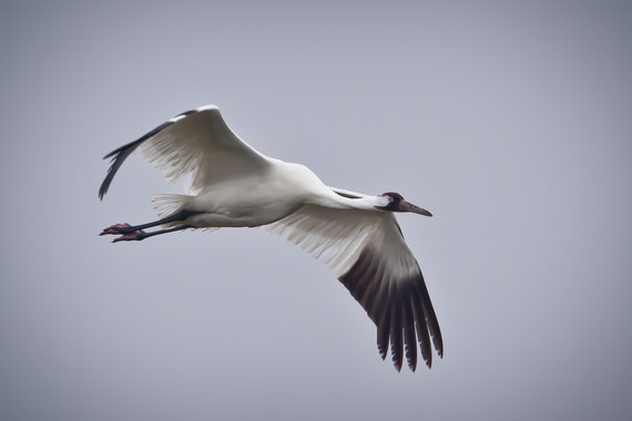 Whooping Crane John Noll USDA