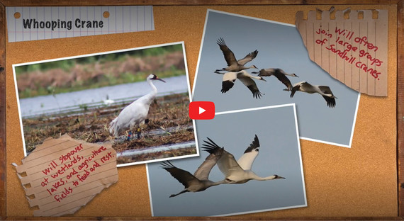 Whooping Crane_FIeld Note