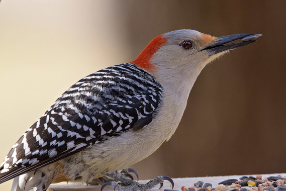 Red-bellied Woodpecker_Jeremiah Zurenda