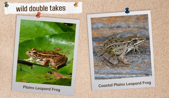 Wild Double Take: Leopard Frogs