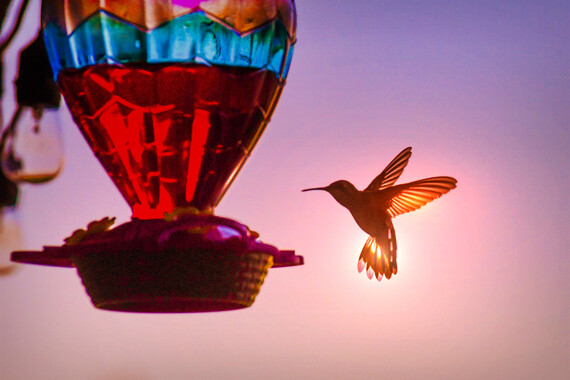 Hummingbird_Nate Gomez (Shutter Slam)