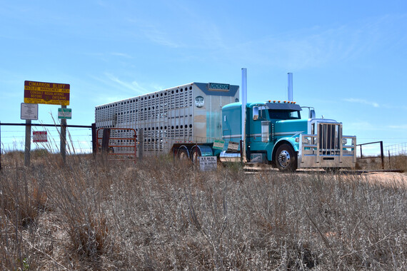 Grazing Lease at Cimarron Bluff WMA