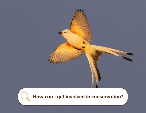 Scissor-tailed Flycatcher_How Can I Get Involved in Conservation