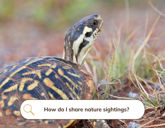 Plains Box Turtle_How Do I Share Nature Sightings