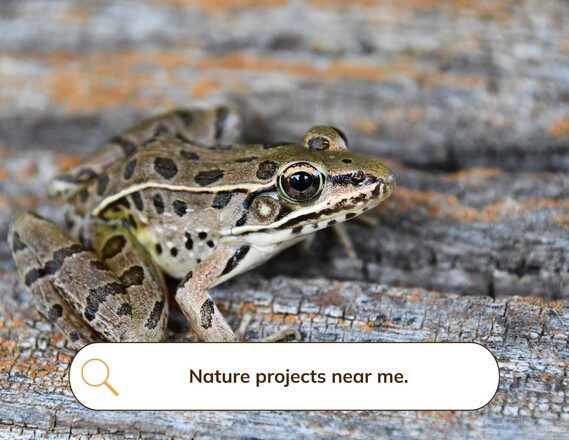 Coastal Plains Leopard Frog_Nature Projects Near Me.