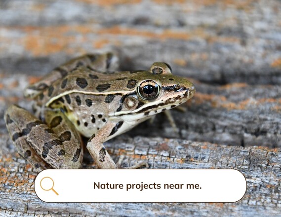 Coastal Plains Leopard Frog_Nature Projects Near Me. 