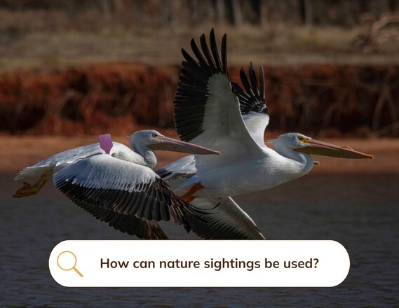 American White Pelican_How Can Nature Sightings be Used