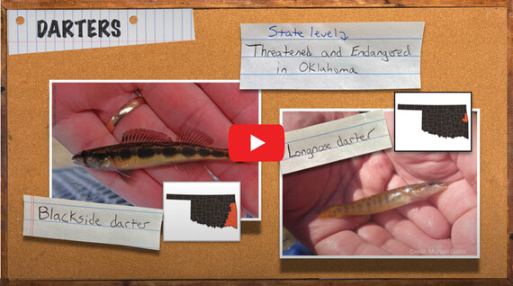 Field Notes: Oklahoma's Darters