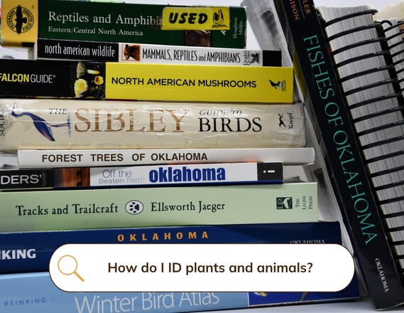 Replacement How do I ID plants and animals