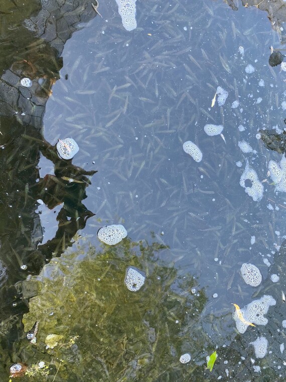 Largemouth bass stocking Grand Lake