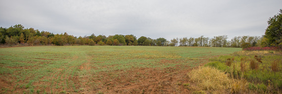 Food Plot_Kelly Adams