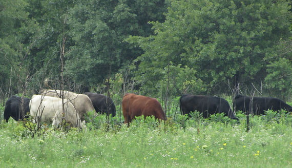 Prescribed Grazing_Kyle Johnson